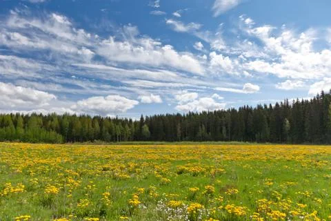 Dandelion field Stock Photos