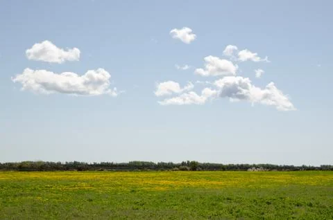 Dandelion field Stock Photos