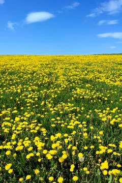 Dandelion field Stock Photos