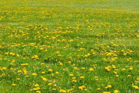 Dandelion field Stock Photos