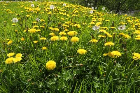 Dandelion Field Fotos de archivo