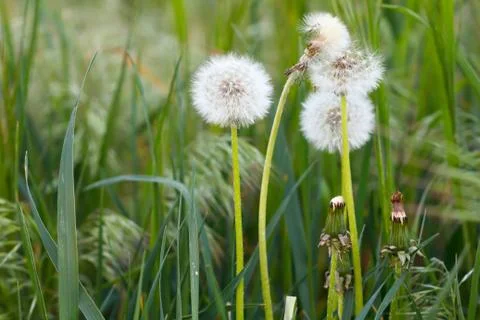 Dandelion field Stock Photos