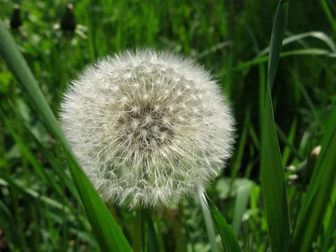 Dandelion in field Stock Photos