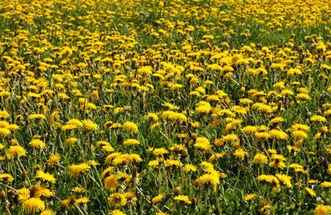 Dandelion field Stock Photos