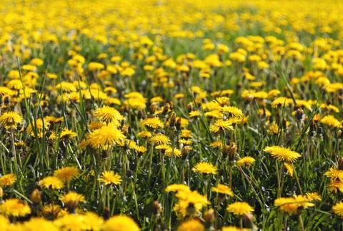 Dandelion field Stock Photos