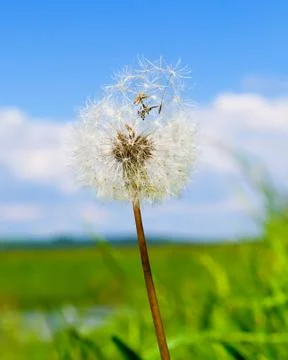 Dandelion in a field Stock Photos