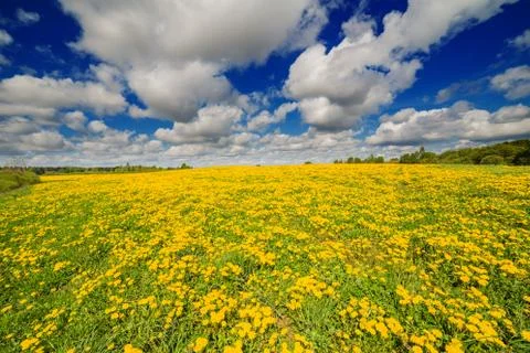 Dandelion field Stock Photos