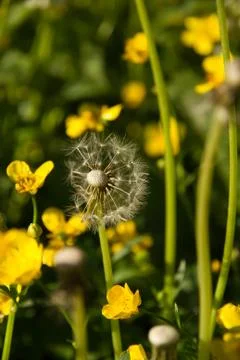 Dandelion on the field Stock Photos