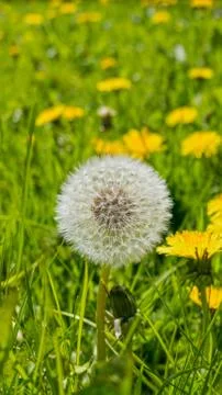Dandelion field Foto stock