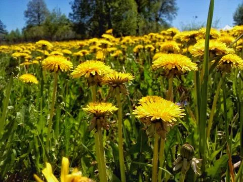 Dandelion field Foto stock