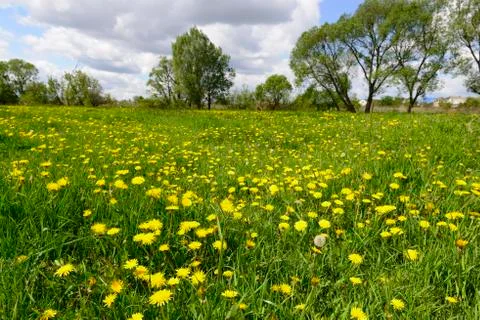 Dandelion field Photos