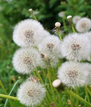 Dandelion field. Stock Photos