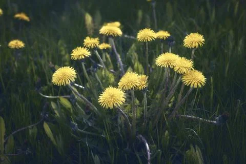 Dandelion field Stock Photos