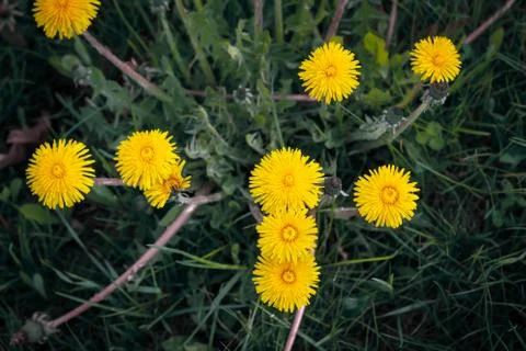 Dandelion field Stock Photos