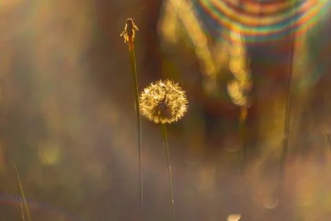  Dandelion on the field Stock Photos