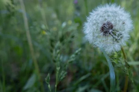 Dandelion in the field Stock Photos