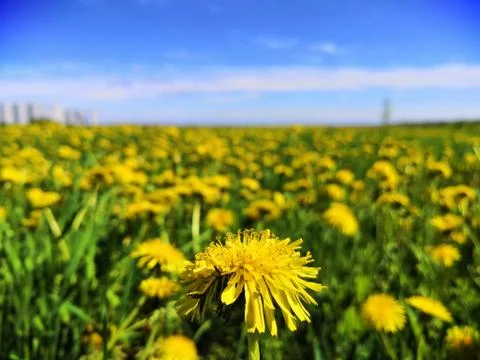 Dandelion in the field Stock Photos