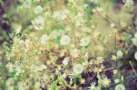Dandelion field Stock Photos