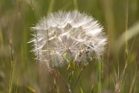 Dandelion in a field Stock Photos