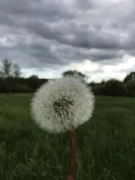 Dandelion in the field Stock Photos