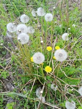 Dandelion field Stockfoto's
