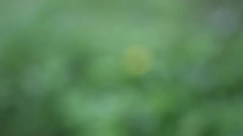 Dandelion on the field in the rain Video stock 24739382