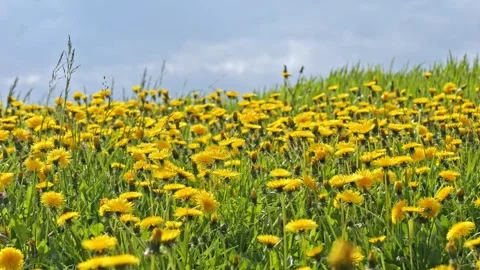 Dandelion Field Side-View – Slider Shot with Wind 4K Cinematic Nature Видео 320189272