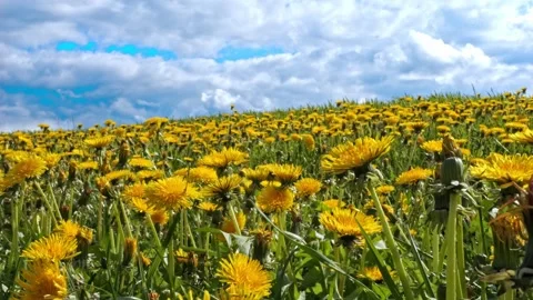 Dandelion Field Slider – Camera Moving Through Flowers 4K Cinematic Nature Stock-Footage 320189283
