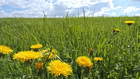 Dandelion Field Slider – Camera Pulling Back Through Flowers 4K Cinematic Stock-Footage 320189329