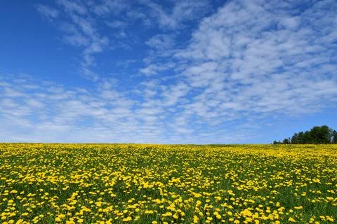 A dandelion field in spring Stock Photos