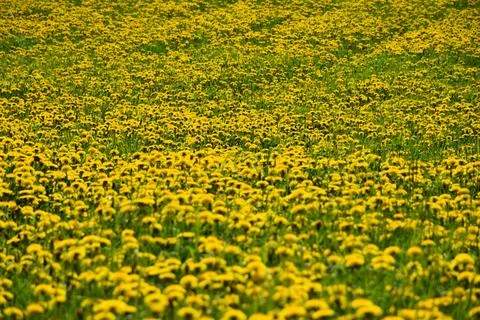 A dandelion field in spring Stock Photos