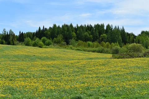 A dandelion field in spring Stock Photos