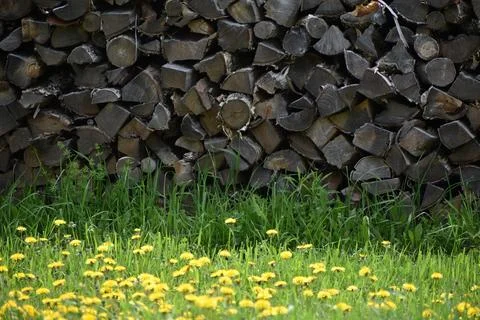 A dandelion field in spring Stock Photos