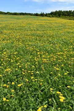A dandelion field in spring Stock Photos