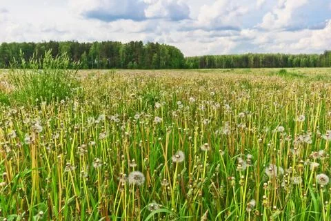 Dandelion Field Summer Stock Photos
