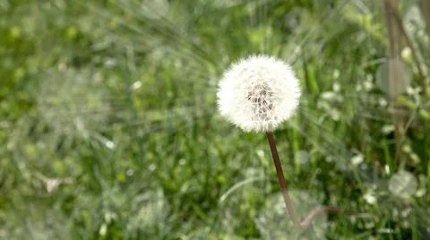 Dandelion in a field with sun rays Stock Photos