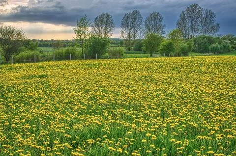 Dandelion field with thunderclouds and sunlight Stock Photos