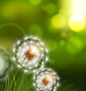 Dandelion field vector spring conceptual background Illustrazione stock