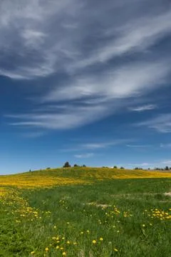 Dandelion fields Stock Photos