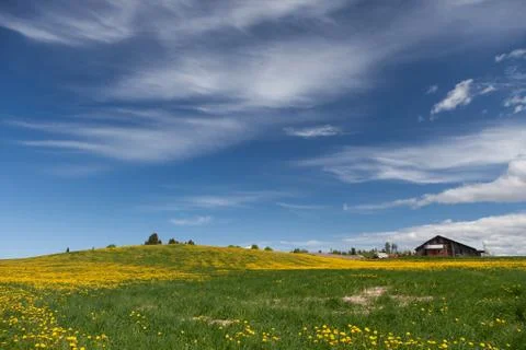 Dandelion fields Stock Photos