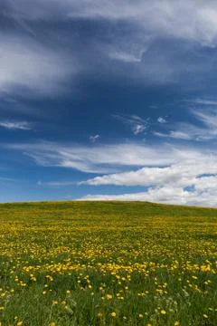 Dandelion fields Stock Photos
