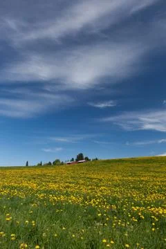 Dandelion fields Stock Photos