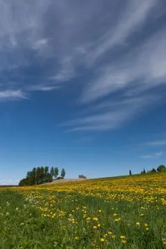 Dandelion fields Stock Photos