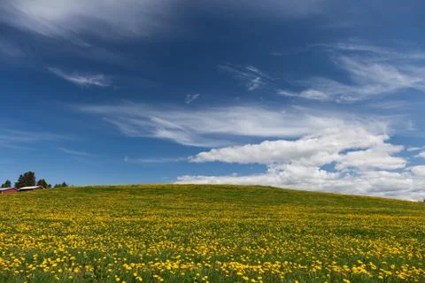 Dandelion fields Stock Photos