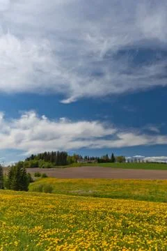 Dandelion fields Stock Photos