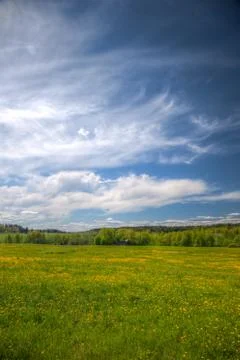 Dandelion fields Stock Photos