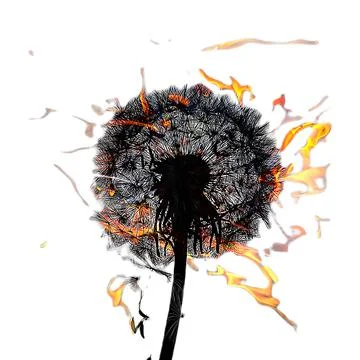 Dandelion on fire on a white background, isolate Stock Photos