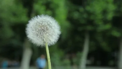 Dandelion flower 1 Stock Footage 318305244