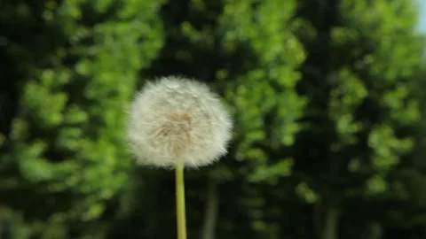 Dandelion flower 2 Video stock 318303865