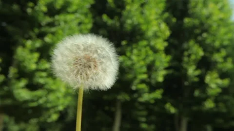 Dandelion flower 3 Stockbeeldmateriaal 318305249